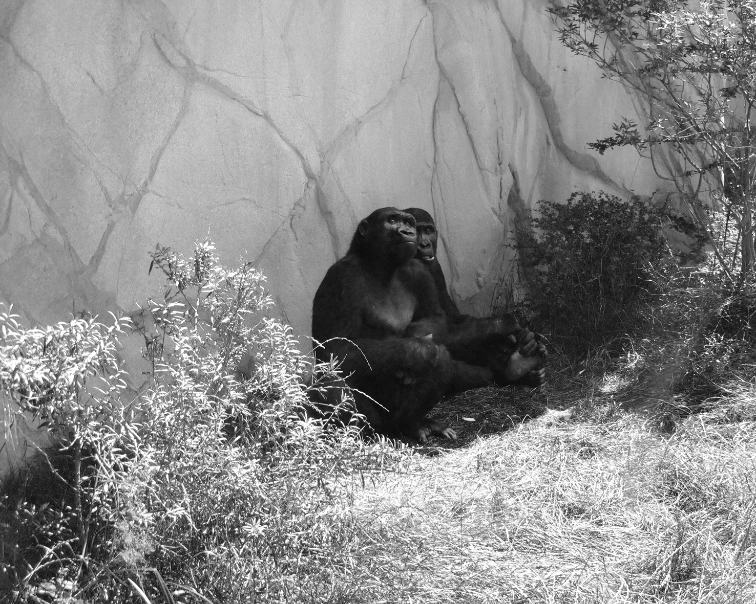 Marie Quéau Guetteur de lune (Zoo), Amnéville, 2012